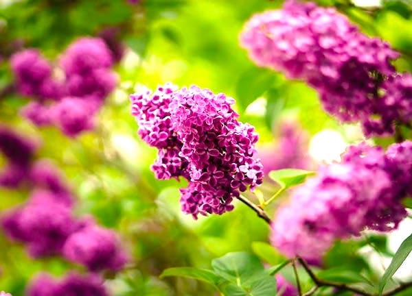 Des fleurs de lilas violettes dans un jardin.