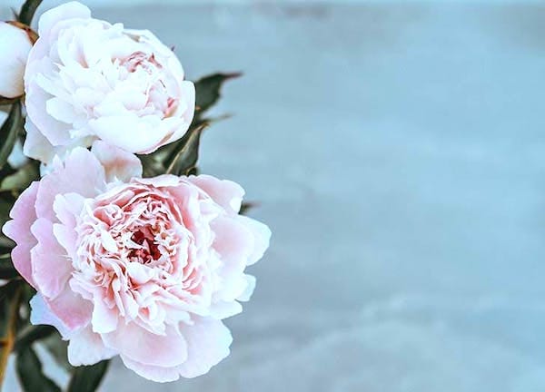 Des fleurs de pivoine roses sur fond gris.