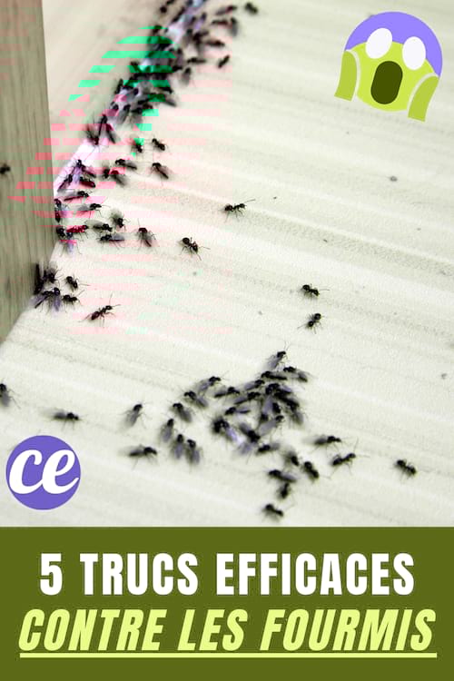 Plein de fourmis qui sont rentrés dans la maison avec un texte : 5 trucs contre les fourmis