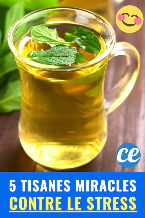5 Tisanes Miracles Pour Dire Adieu au Stress Et à l'Anxiété.
