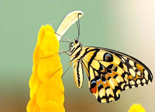 Un papillon qui butine sur une fleur jaune.