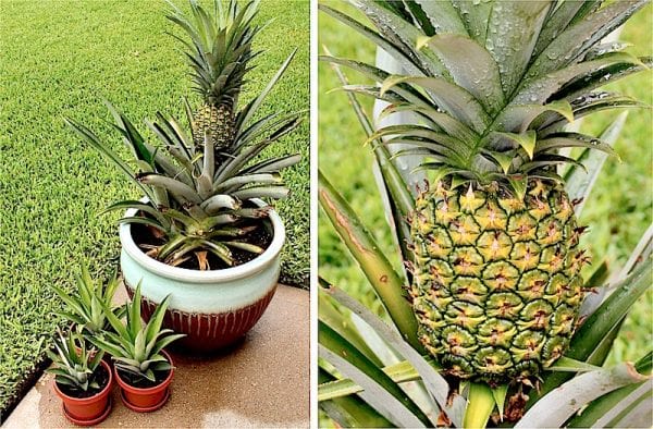 planter des ananas en pot facilement