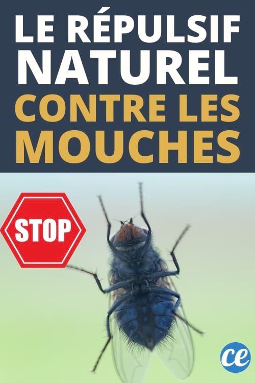 recette pour repousser les mouches 