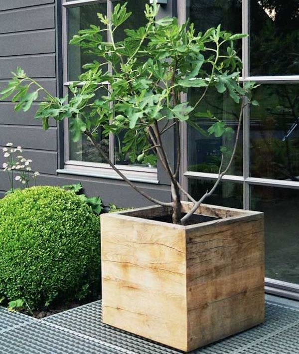 caisse en bois qui sert de pot pour un arbre