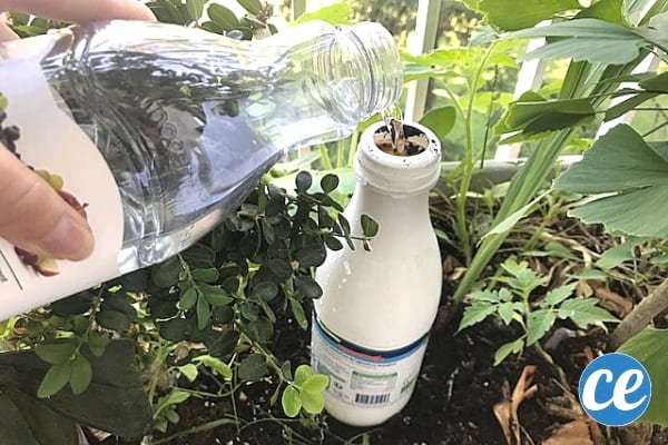bouteille pour arrosage quand on part en vacances