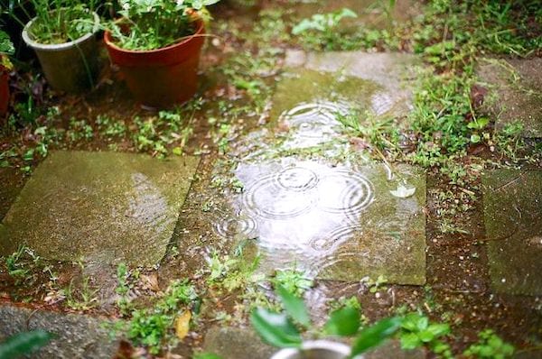 pluie dans le jardin