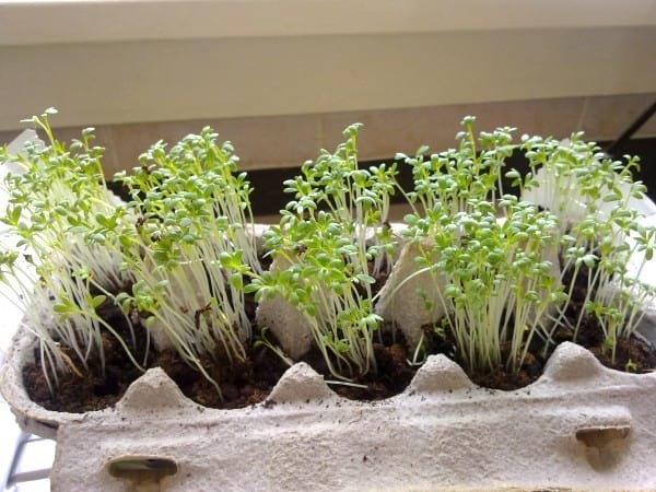 boite oeuf pour faire semis au potager