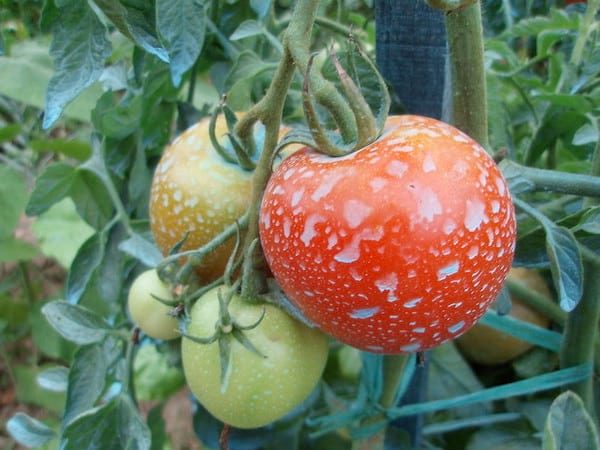 De la bouillie bordelaise sur des tomates pour les protéger des champignons