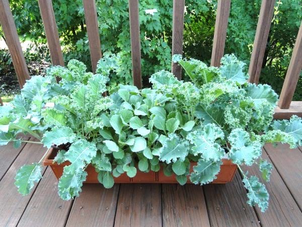chou kale qui pousse dans une jardinière