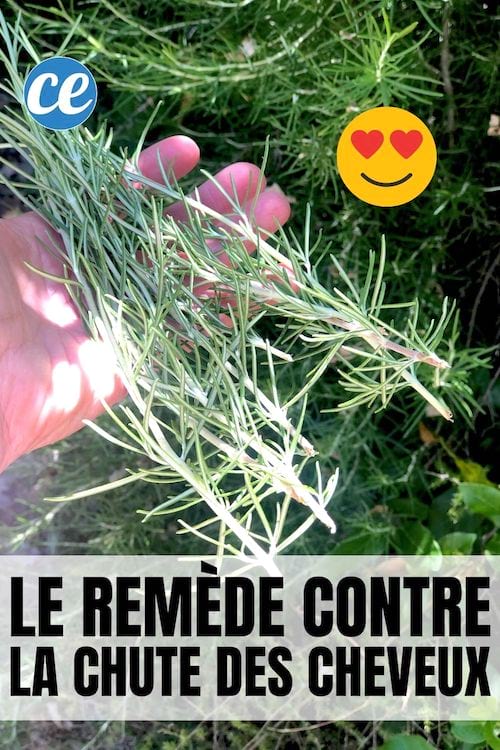 du romarin pour faire un remède contre la chute des cheveux