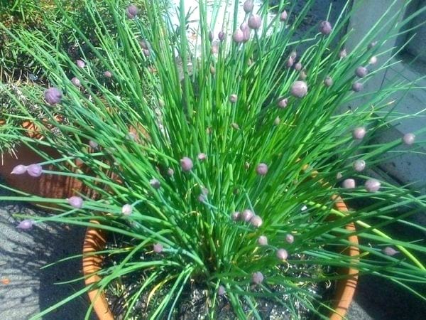 ciboulette dans un pot sur la terrasse