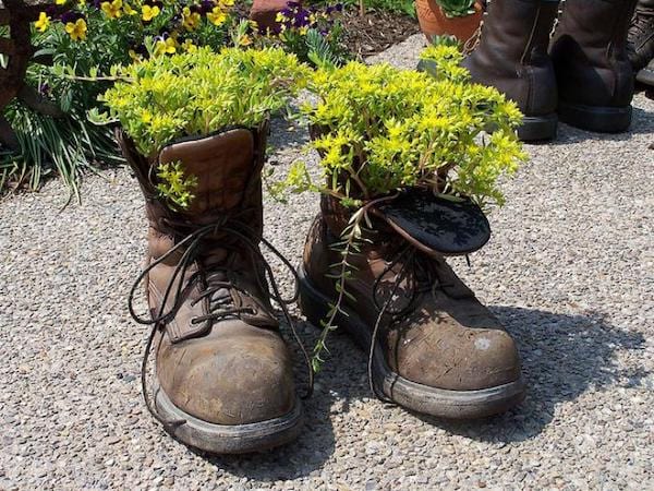 plantes grasses dans une vieille paire de chaussures