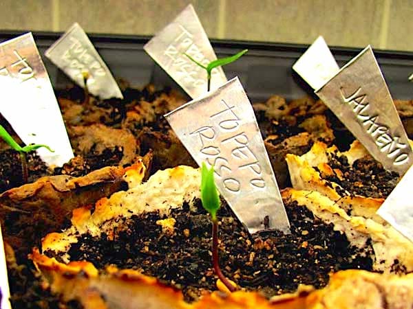 Des étiquettes de potager en alu dans un pot de fleur