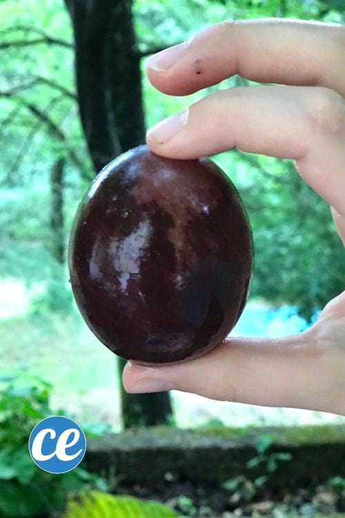 Un oeuf teinté en rouge grâce au vinaigre de vin rouge