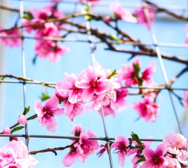 Des fleurs sur une clôture en grillage.