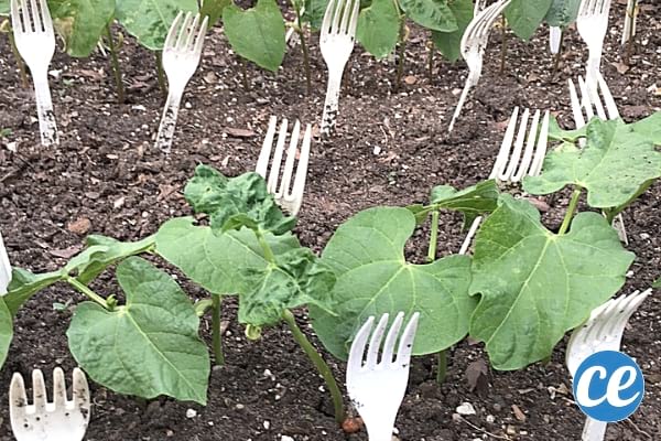 Utilisez des fourchettes en plastique dans la jardin contre les petits rongeurs