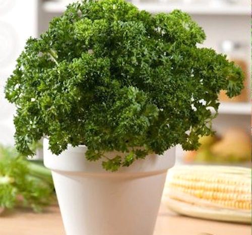 persil dans un pot blanc