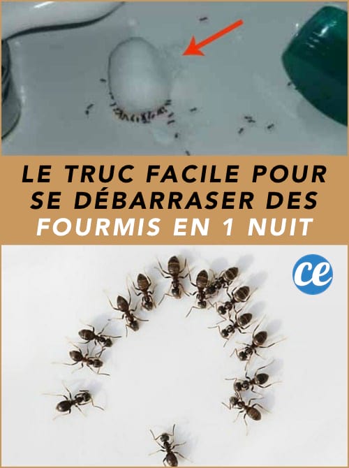 Le Truc Facile Pour Se Débarrasser Définitivement Des Fourmis En 1 Nuit