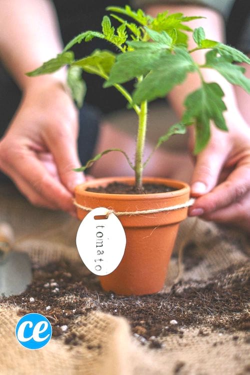 Des mains qui plantent des tomates dans un pot de fleur.