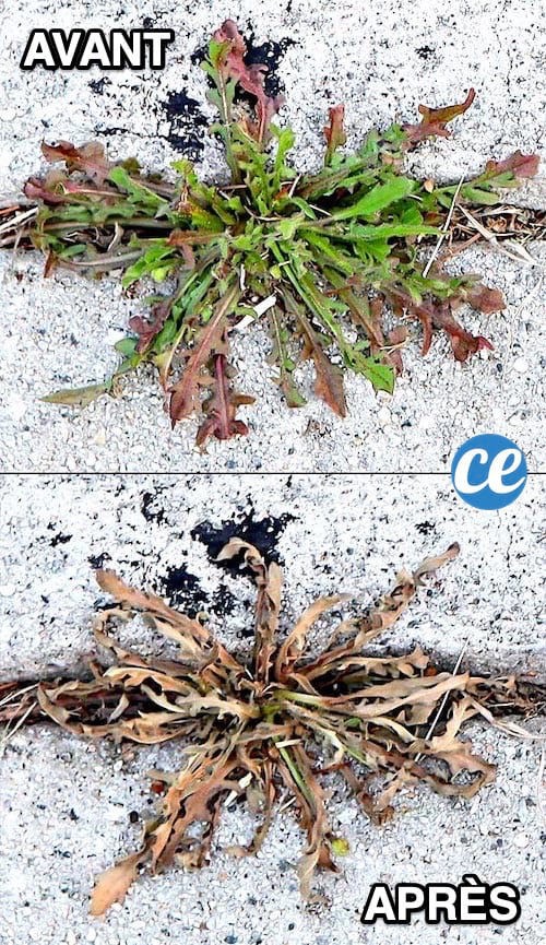 12 Désherbants Naturels Hyper Faciles à Fabriquer !