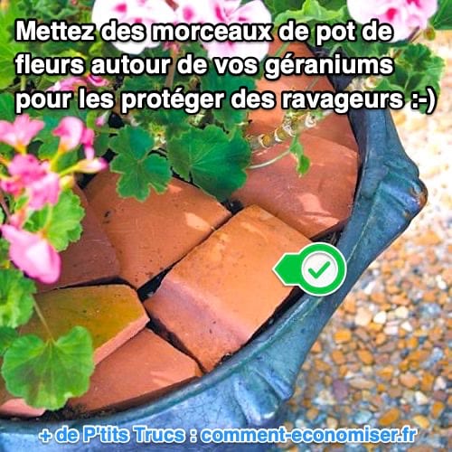 Des morceaux de pots de fleurs cassé autour d'un géranium.