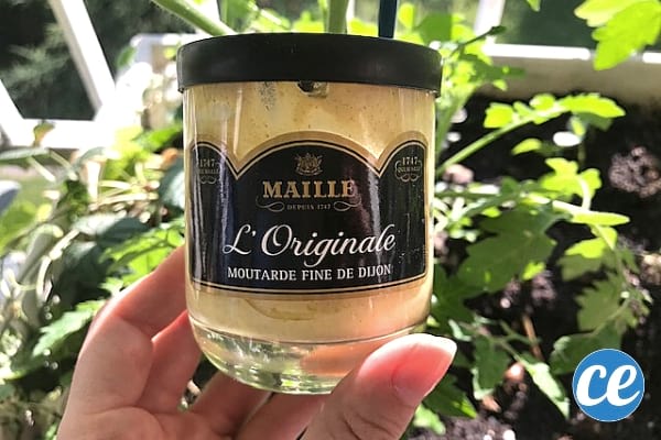 Utilisez de la moutarde pour éloigner les chats du jardin