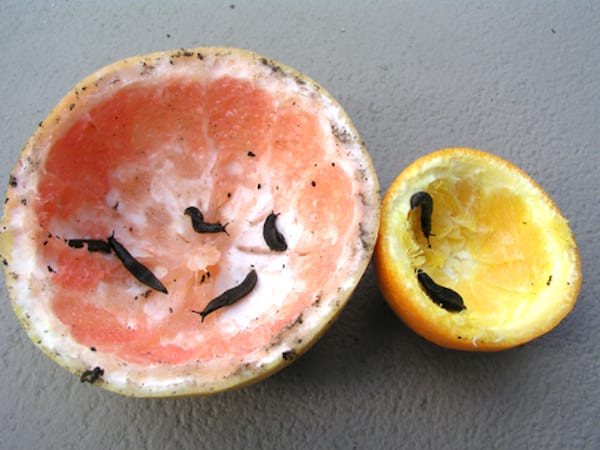 pamplemousse avec des limaces dessus