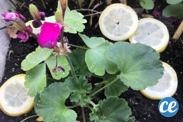 rondelle de citron pour repousser les insectes