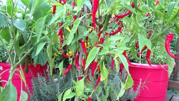 des piments rouges qui poussent en pot