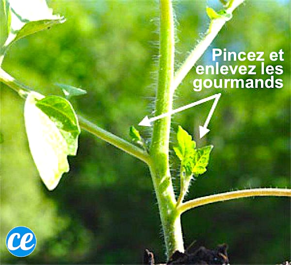 Pincez et enlevez les gourmands sur les tiges des plants de tomate.