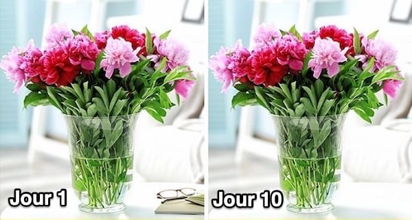 Prolongez la vie de vos fleurs avec du vinaigre 