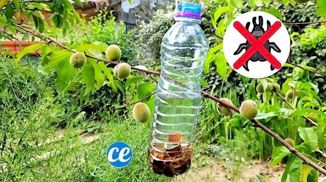 bouteille dans arbres fruitiers piège à guêpes