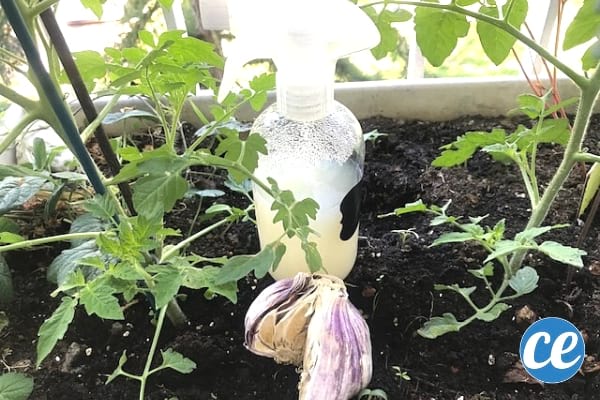 purin d'ail dans le jardin anti-insectes