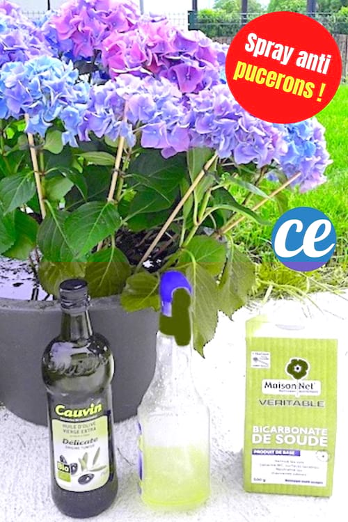 Un spray à l'huile d'olive et au bicarbonate pour se débarrasser des pucerons
