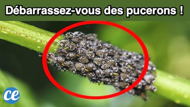 L'Astuce Révélée Par un Jardinier Pour Dire Adieu AUX PUCERONS.