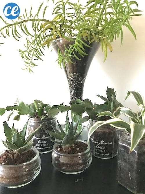 plante grasse dans un pot en verre de recup