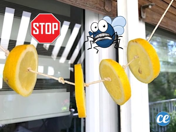 Répulsif naturel contre les mouches au citron