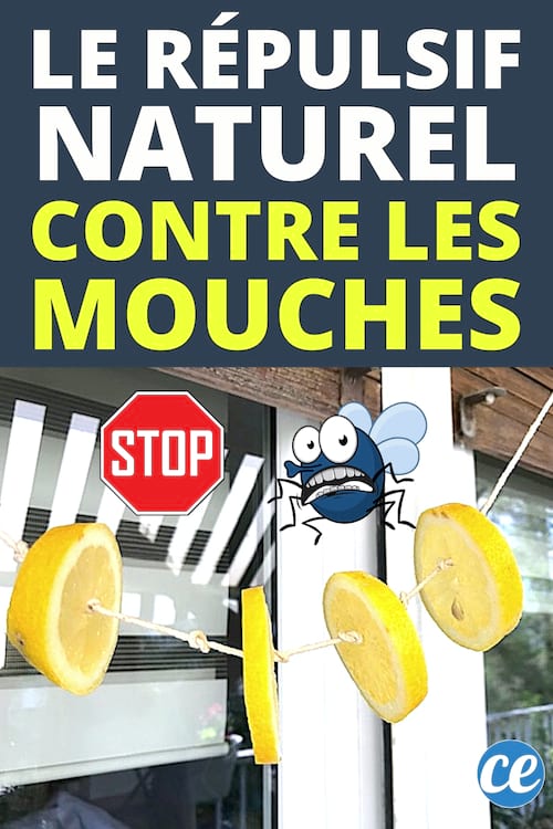 Que Faire Contre les Mouches ? Le Répulsif Naturel & Efficace.