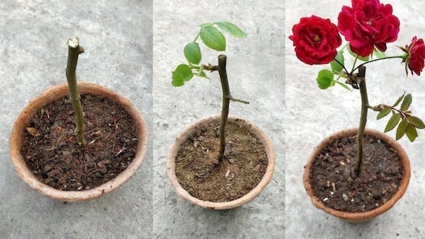 bouture de rosier en pot qui grandit vite