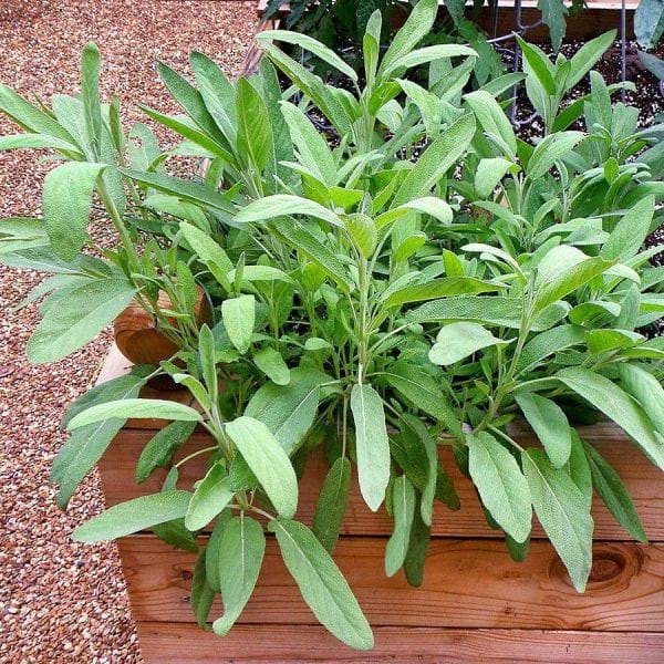 sauge dans un pot en bois