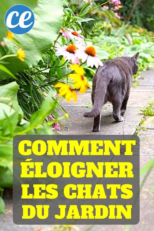 comment éloigner les chats définitivement