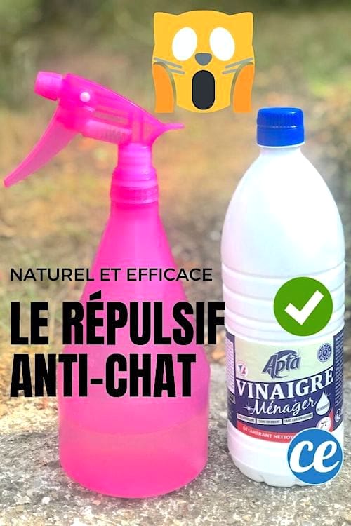 Les Meilleurs Répulsifs Naturels Pour Éloigner les Chats du Jardin.