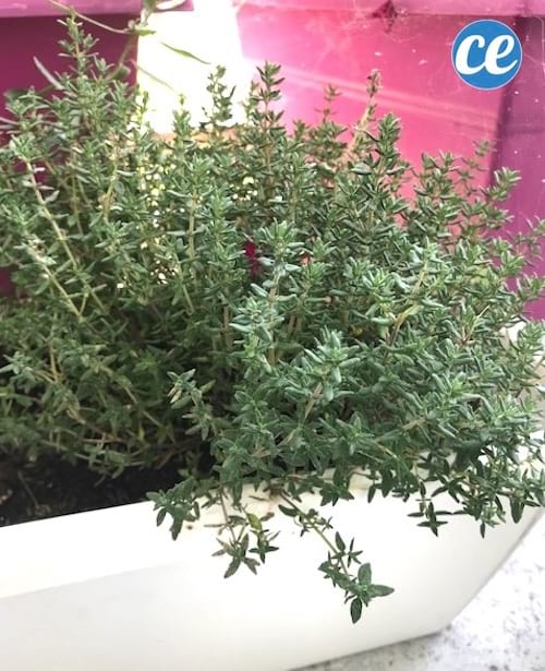 pied de thym qui pousse dans un pot