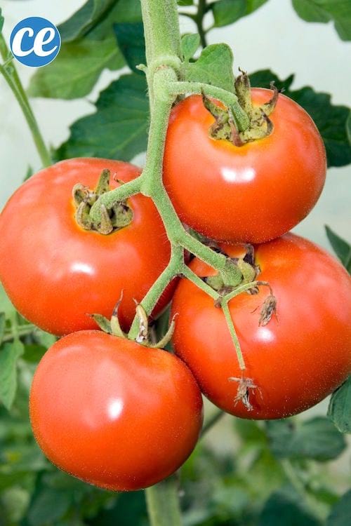 Des tomates rouges prêtes à cueillir sur une tige.