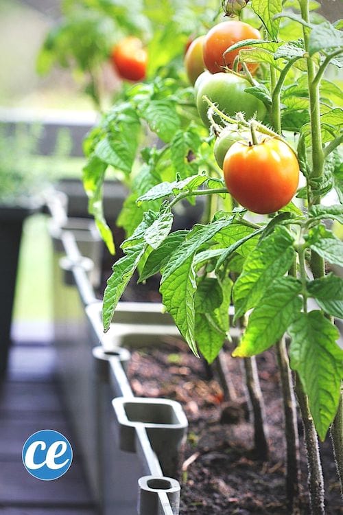 Des tomates qui poussent en pots sur un balcon.