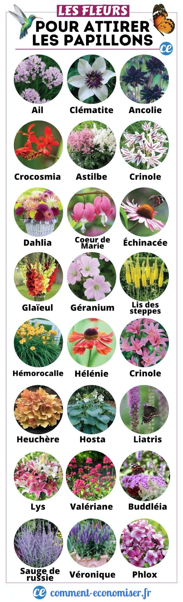 Papillons : 10 Belles Fleurs Pour Les Attirer Dans Son Jardin.