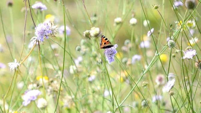 knautie des champs violette avec papillons