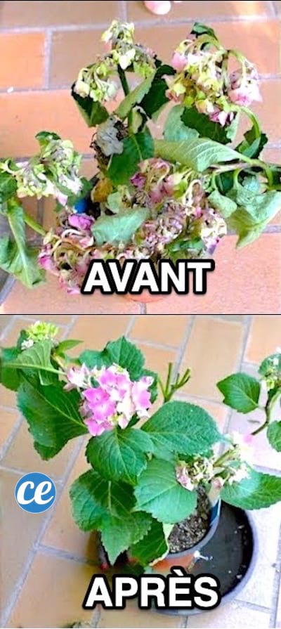 Une plante morte avant et une plante ressuscité après