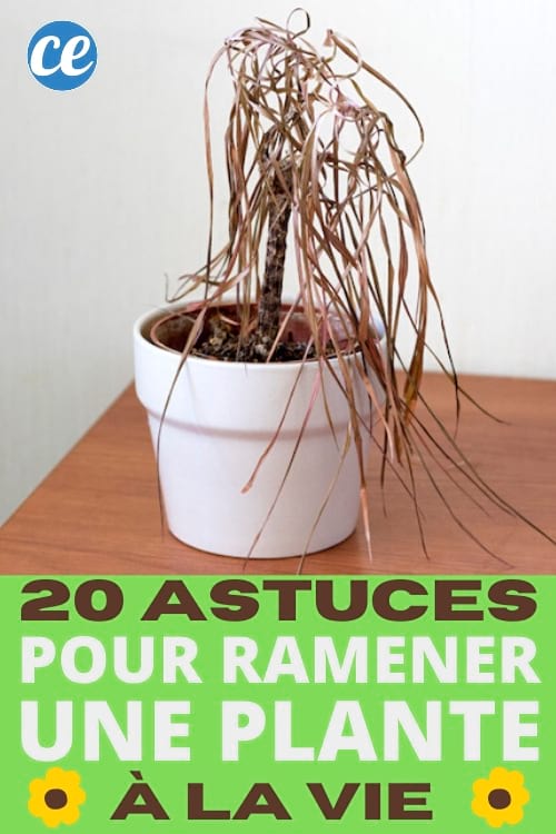 plante sèche : astuces pour la faire revivre