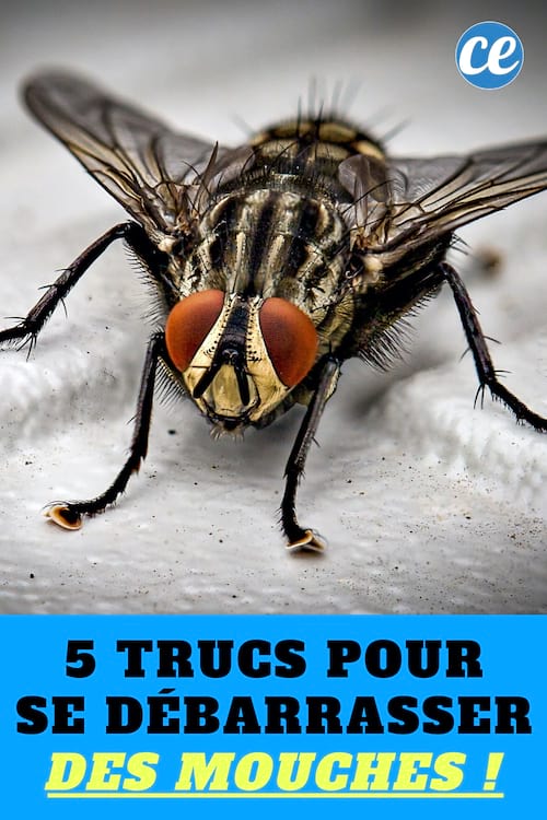 Mouches : 5 Astuces Radicales Pour S'en DÉBARRASSER.